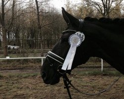 dressage horse Buddy 177 (German Warmblood, 2008, from Beryll Dei Grat)