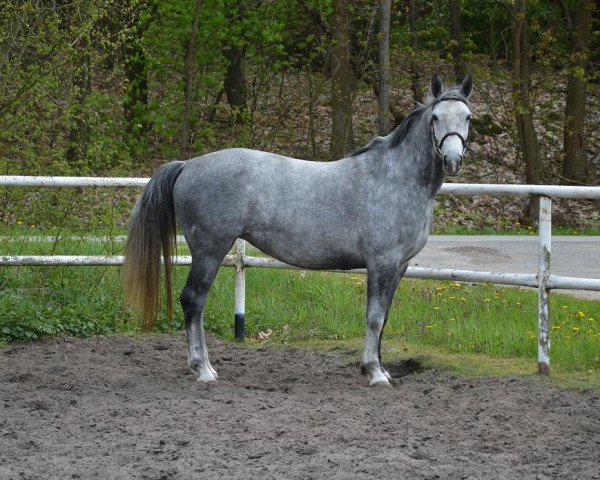 Pferd Malaga (Polnisches Warmblut, 2010)