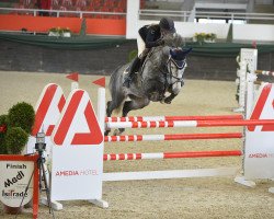 jumper Kensington F (KWPN (Royal Dutch Sporthorse), 2015, from Zirocco Blue)