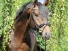 dressage horse For Glory 3 (Hanoverian, 2009, from For Compliment)