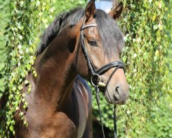 dressage horse For Glory 3 (Hanoverian, 2009, from For Compliment)