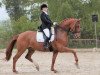 dressage horse Rio Lando (Westphalian, 2002, from Rubidoux)