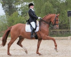 dressage horse Rio Lando (Westphalian, 2002, from Rubidoux)