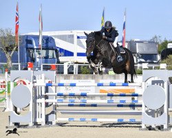 jumper Liverpool 56 (Oldenburg show jumper, 2012, from Tailormade Lawito)