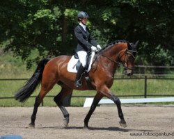 dressage horse Destivo 2 (Holsteiner, 2009, from de Chirico)