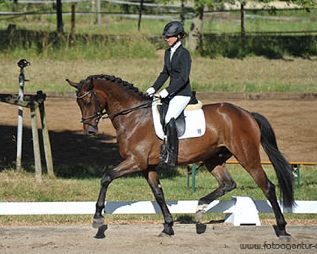 dressage horse Diamond's DiDonato (Hanoverian, 2010, from Diamond Hit)