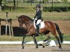 dressage horse Diamond's DiDonato (Hanoverian, 2010, from Diamond Hit)