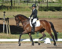 dressage horse Diamond's DiDonato (Hanoverian, 2010, from Diamond Hit)