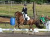 dressage horse Rospoli (Hanoverian, 2010, from Rotspon)