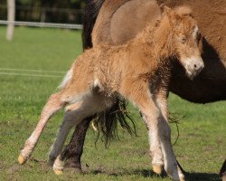 stallion Amicelli von Kessen (Shetland Pony, 2016, from Amadeus von Dalberg)