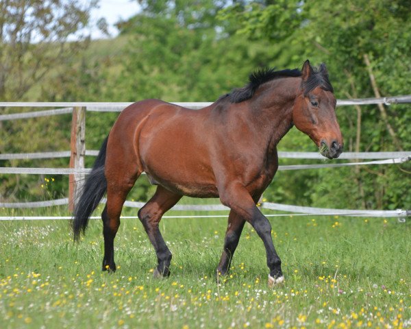 Dressurpferd Akteur (Hannoveraner, 1986, von Akzent II)