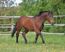 dressage horse Akteur (Hanoverian, 1986, from Akzent II)