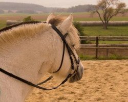 broodmare Liblakka vom Oderhaff (Fjord Horse, 2008, from Solbjør Borken)