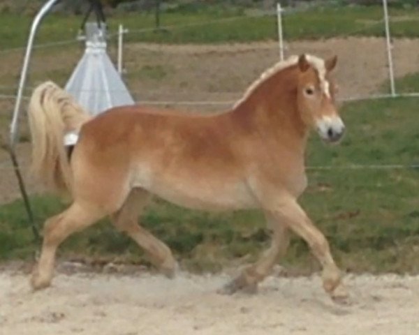 dressage horse Antilles (Haflinger, 2005, from Amadeus)