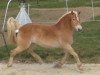 Dressurpferd Antilles (Haflinger, 2005, von Amadeus)