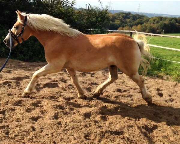 Dressurpferd Newton (6,25% ox) (Haflinger, 2002, von Natif)