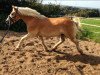 Dressurpferd Newton (6,25% ox) (Haflinger, 2002, von Natif)