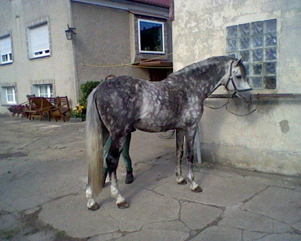 stallion Merlin (German Riding Pony, 1998, from Maccardo)