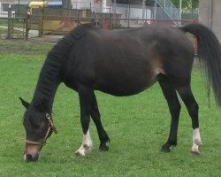 broodmare Sunshine (German Riding Pony, 1999, from Darino)