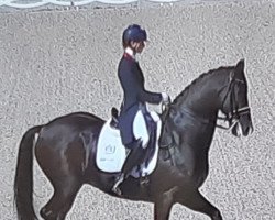 dressage horse Dark Legend (KWPN (Royal Dutch Sporthorse), 2008, from Zucchero)