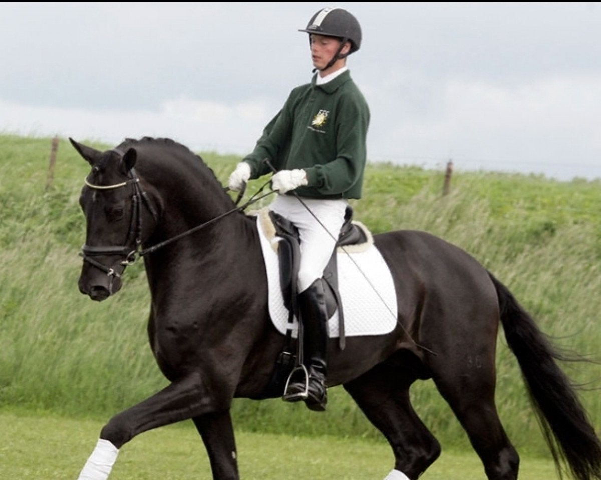 stallion Zucchero (Hanoverian, 2004, from Depardieu 11)