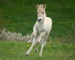 broodmare Franka (Fjord Horse, 2016, from Kelvin)