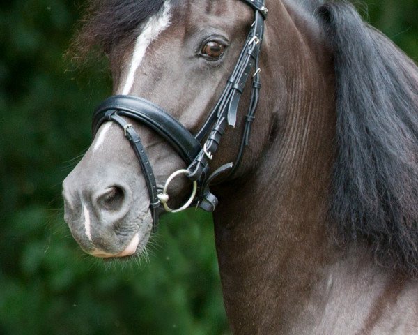 broodmare Richenda II vom Alten Grenzhof (Welsh-Cob (Sek. D), 1998, from Limes Double Shamrock)