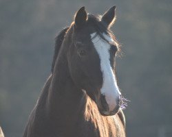 horse Nitro (German Riding Pony, 2010, from Nibelungenheld)