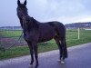 dressage horse La Rosa (Rhinelander, 2007, from Lord Loxley I)