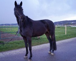 dressage horse La Rosa (Rhinelander, 2007, from Lord Loxley I)