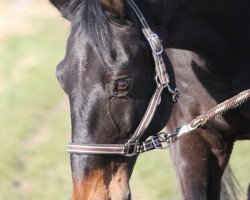 dressage horse Rambo 230 (Oldenburg, 1997, from Ratsherr)