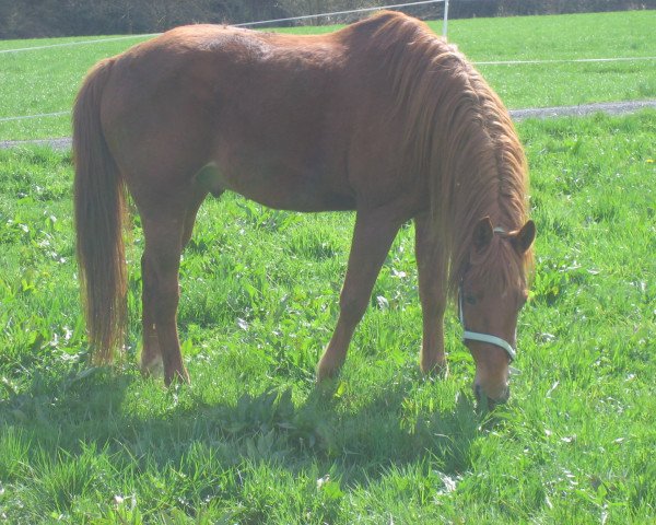 horse Harkim (German Riding Pony, 1997, from Gleisberg Hunter)