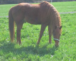 Pferd Harkim (Deutsches Reitpony, 1997, von Gleisberg Hunter)