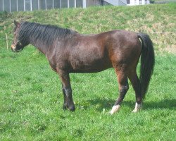 horse Neil (German Riding Pony, 2001, from Natango)