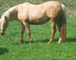 broodmare Delice (German Riding Pony, 2003, from Dangereux)