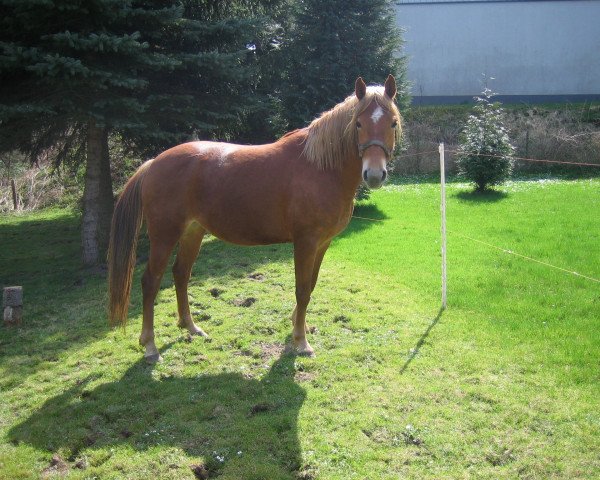 broodmare Dike (German Riding Pony, 2003, from Davignon)