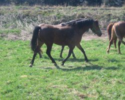 broodmare Dedica (German Riding Pony, 2004, from Dangereux)