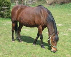 broodmare Mona Lisa (German Riding Pony, 1991, from Magareteau Beau Nash GH)