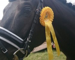 dressage horse Erlkönig (Trakehner, 2008, from King Arthur TSF)