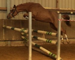 Pferd Nikita (Deutsches Reitpony, 2012, von FS Maracaibo)