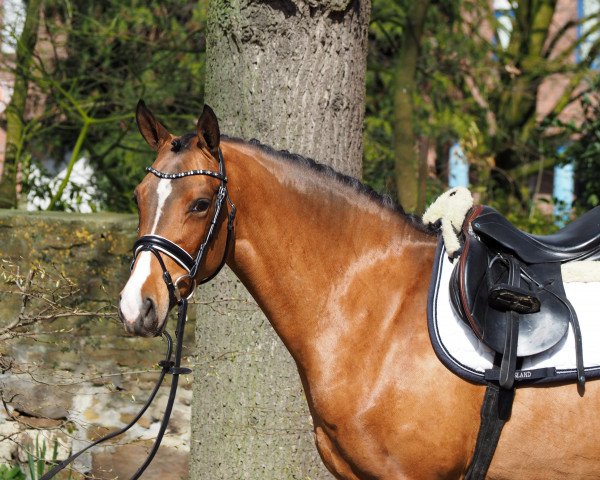 dressage horse Classic Girl (German Riding Pony, 2012, from Classic Dancer I)