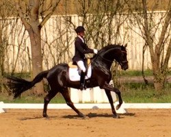 dressage horse Fürst Häpke (Hanoverian, 2011, from Fürst Nymphenburg II)