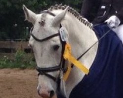 dressage horse Absolut H (Holsteiner, 2008, from Aljano)