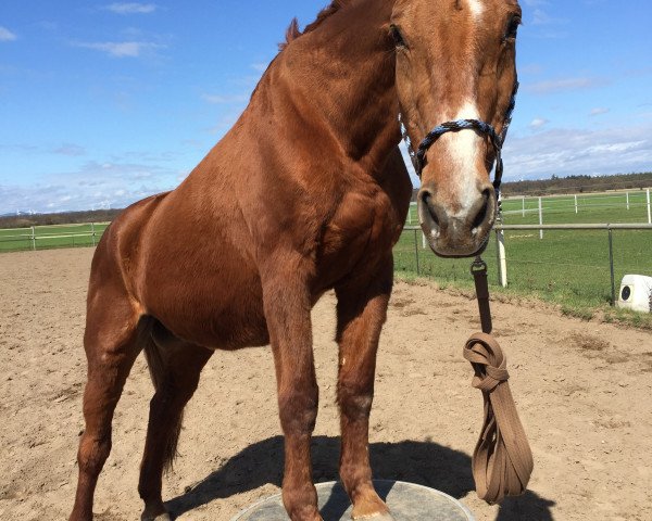 Pferd Harmonie 163 (Oldenburger, 1987, von Westminster)