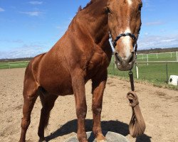 Pferd Harmonie 163 (Oldenburger, 1987, von Westminster)