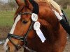 dressage horse Deep Purple (Hanoverian, 2010, from Dauphin)