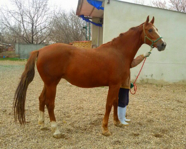 broodmare  My Loubet du Rouet Z (Selle Français, 2011, from Baloubet du Rouet)