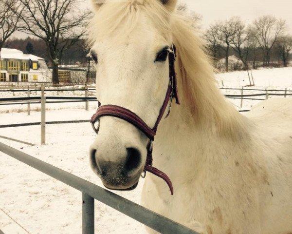 Pferd Signorina Elanor (Connemara-Pony, 1995, von Lord Elu Thingol)