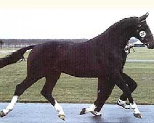 stallion Waldstern (Oldenburg, 1980, from Waldloewe)