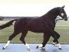stallion Waldstern (Oldenburg, 1980, from Waldloewe)